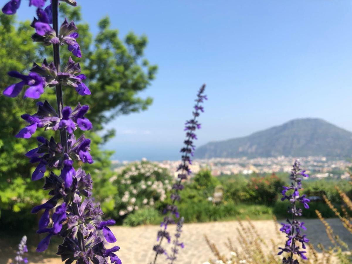 Agriturismo L'Olivara Piano di Sorrento Esterno foto